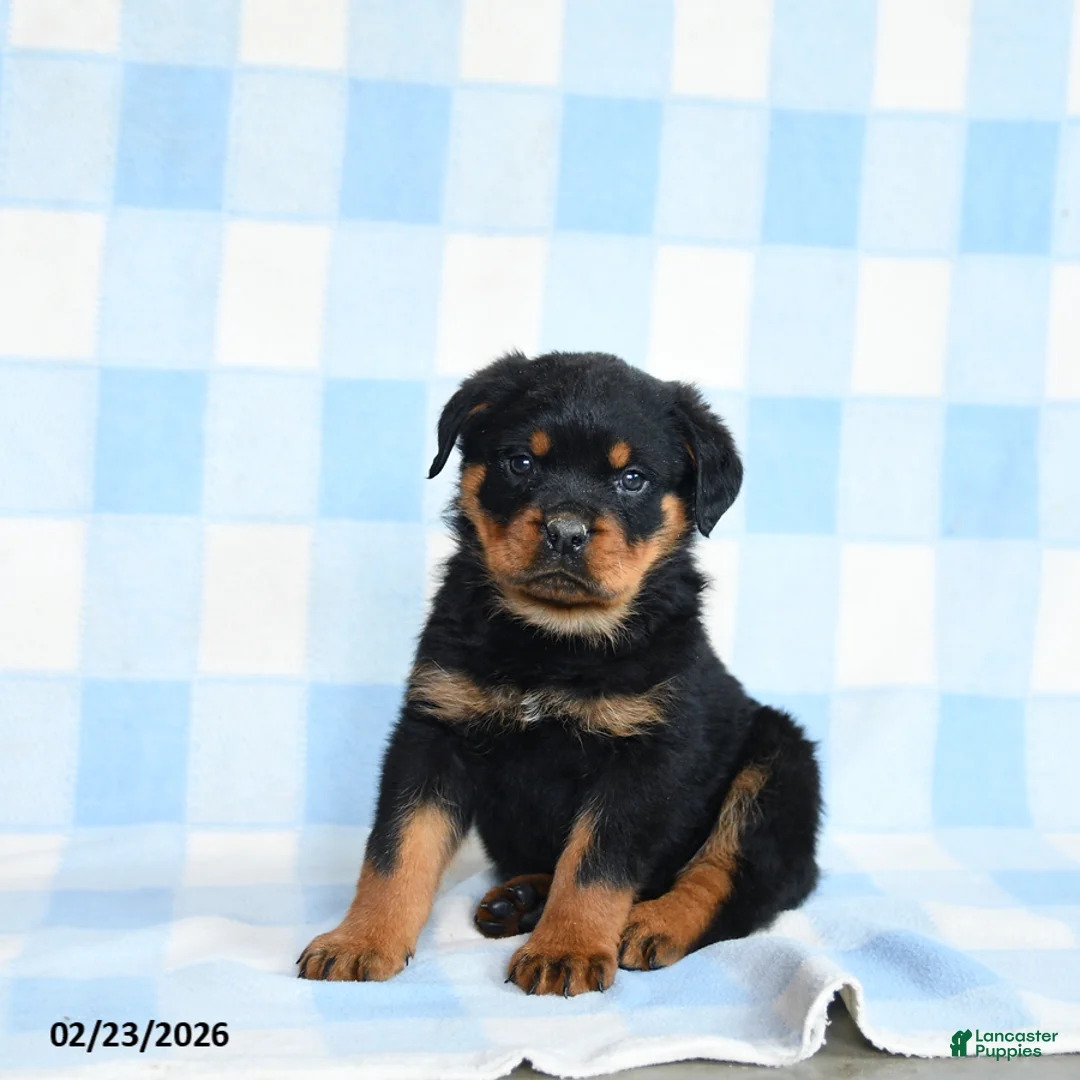 Rottweiler dogs for sale: Waylon - Ad 1