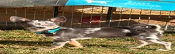 Chihuahua dogs for sale: Javier  - Ad 1