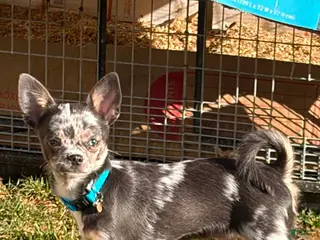 Chihuahua dogs Javier - Ad 33