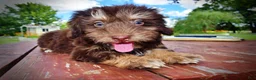 Havapoo dogs for sale: Frisky - Ad 19
