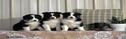 Australian Shepherd dogs for sale: Axel - Ad 6