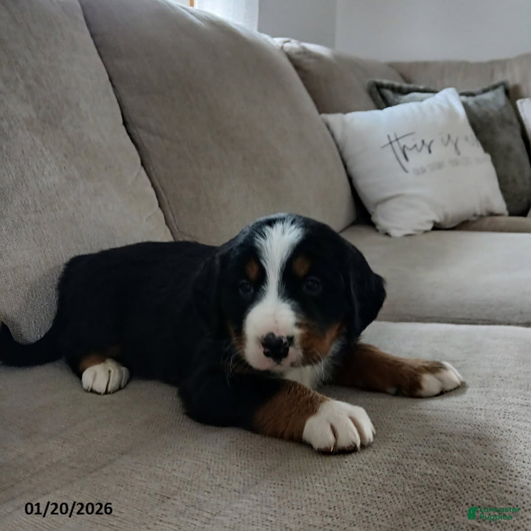 Bernese Mountain Dog dogs for sale: Maya - Ad 5