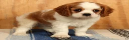 Cavalier King Charles Spaniel dogs for sale: Perry - Ad 4
