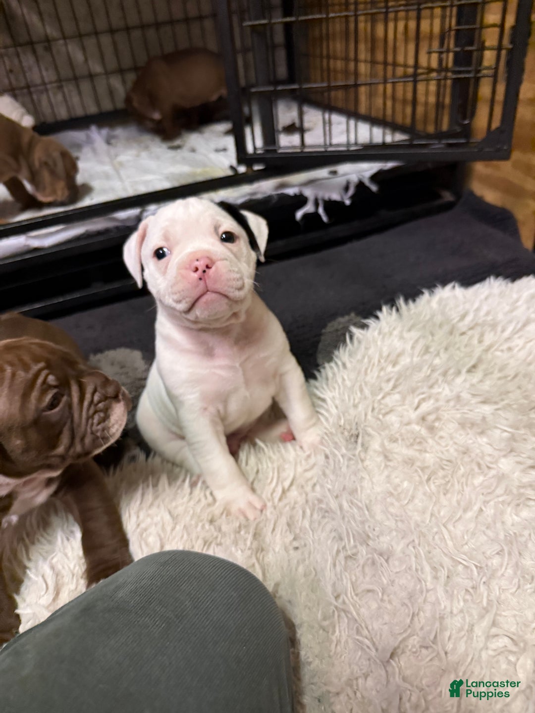 Olde English Bulldogge dogs for sale: Olde English Bulldogge Puppy 2 - Ad 5