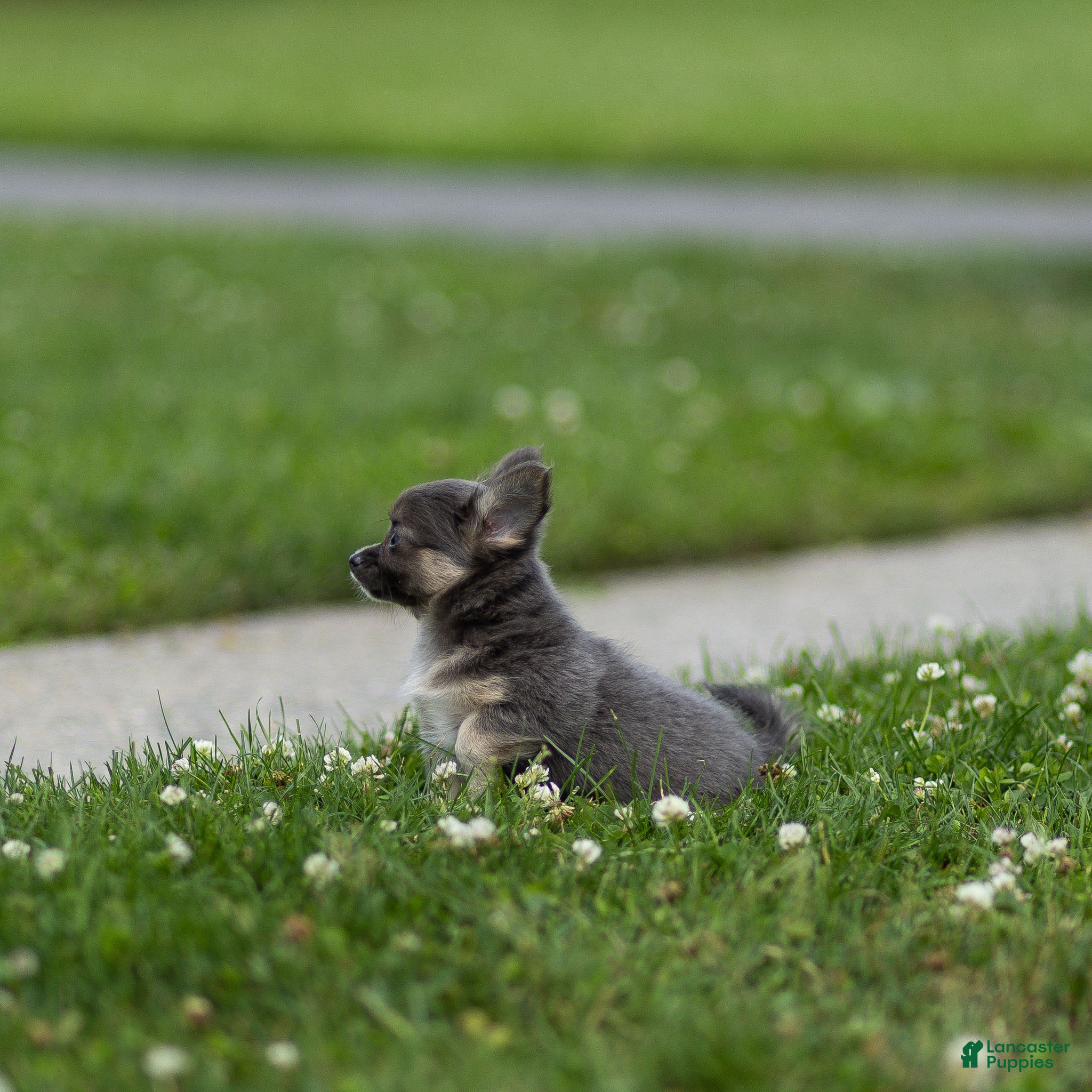 Chihuahua dogs Waylon Chihuahua Puppy  - Ad 2