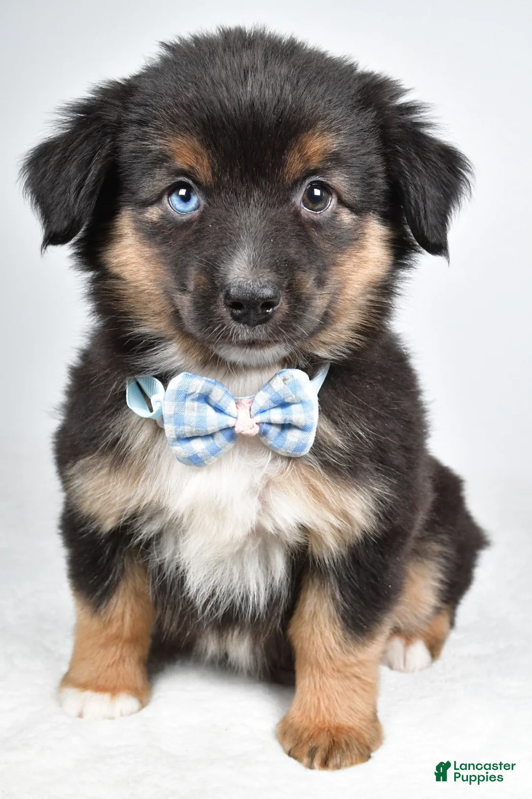 Miniature Australian Shepherd dogs for sale: Faith  - Ad 1