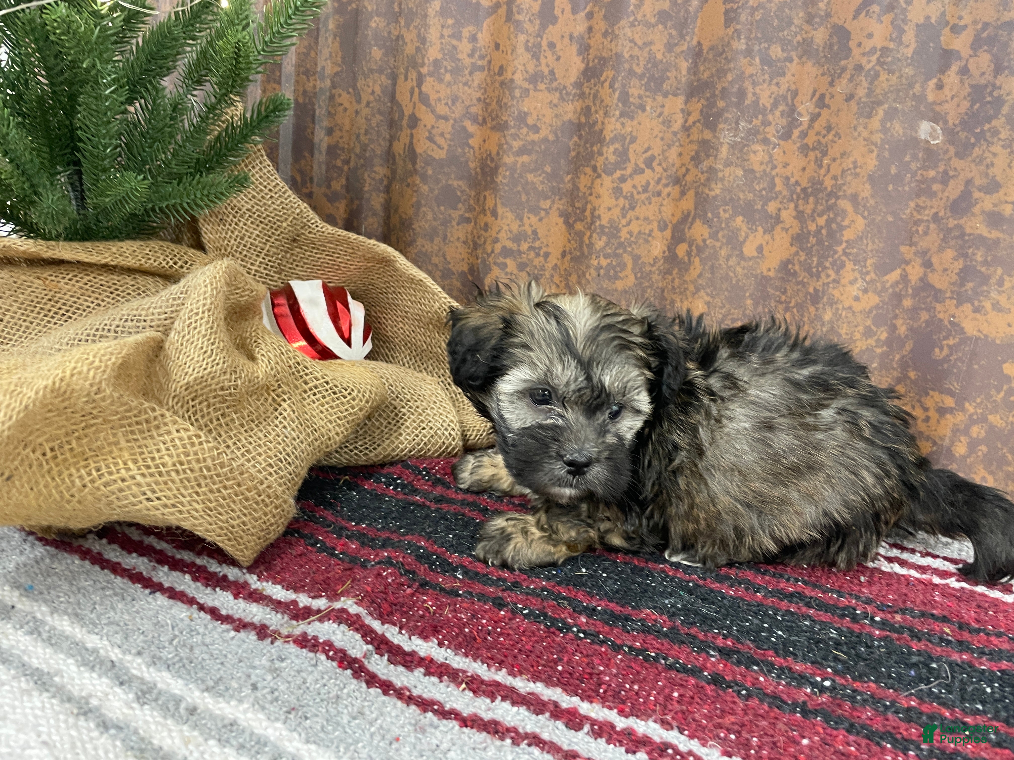 Shihpoo dogs Copper  - Ad 40