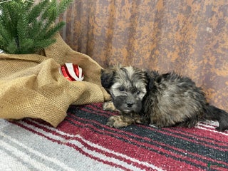 Shihpoo dogs Copper - Ad 40