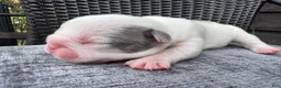 French Bulldog dogs for sale: French Bulldog 3 FEMALE - Ad 7