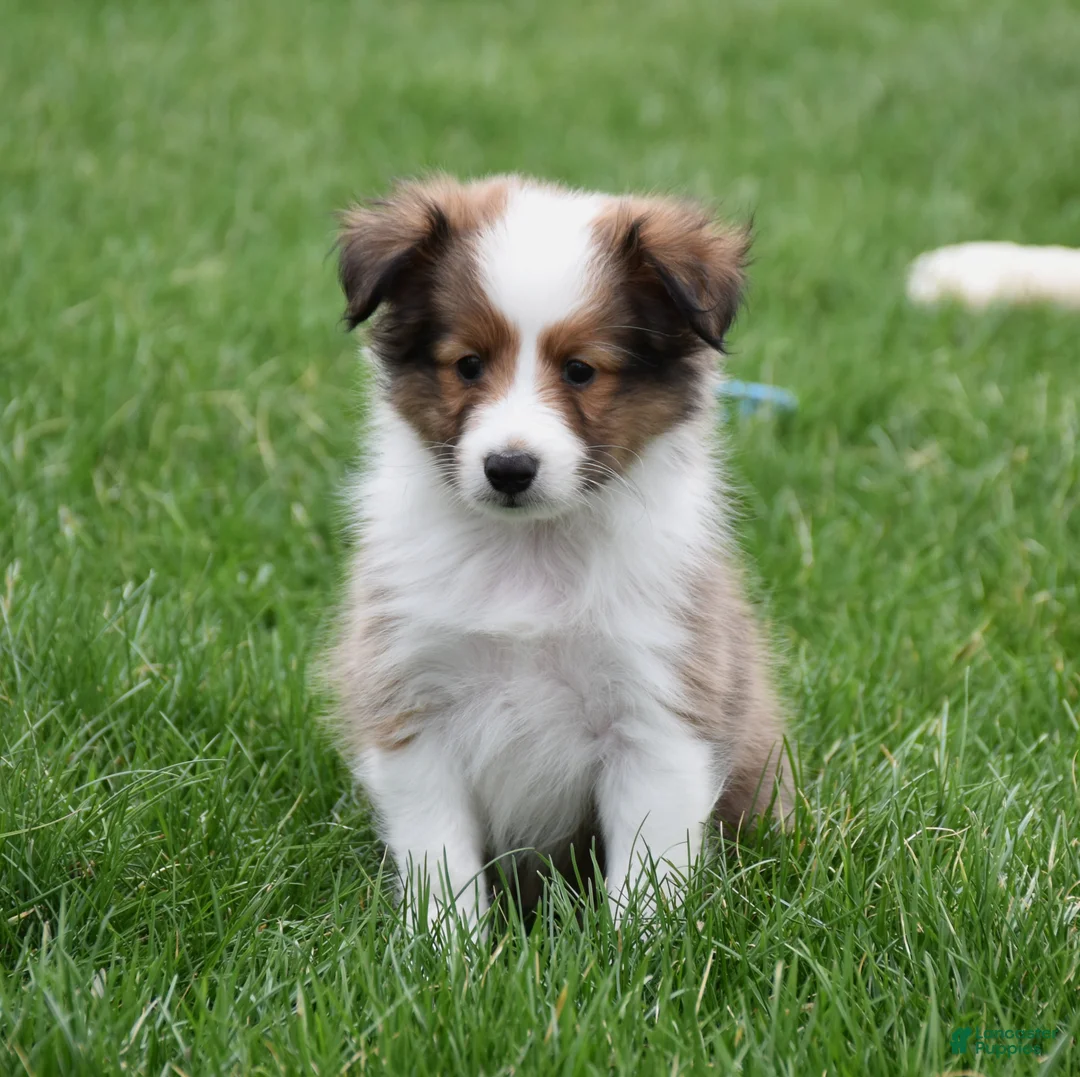Shetland Sheepdog dogs for sale: Beau - Ad 1