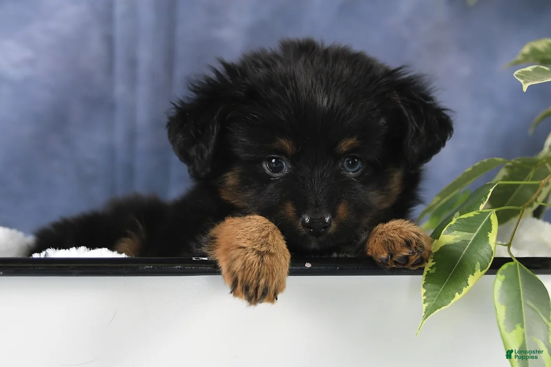 Toy Australian Shepherd dogs for sale: Brittlyn - Ad 15