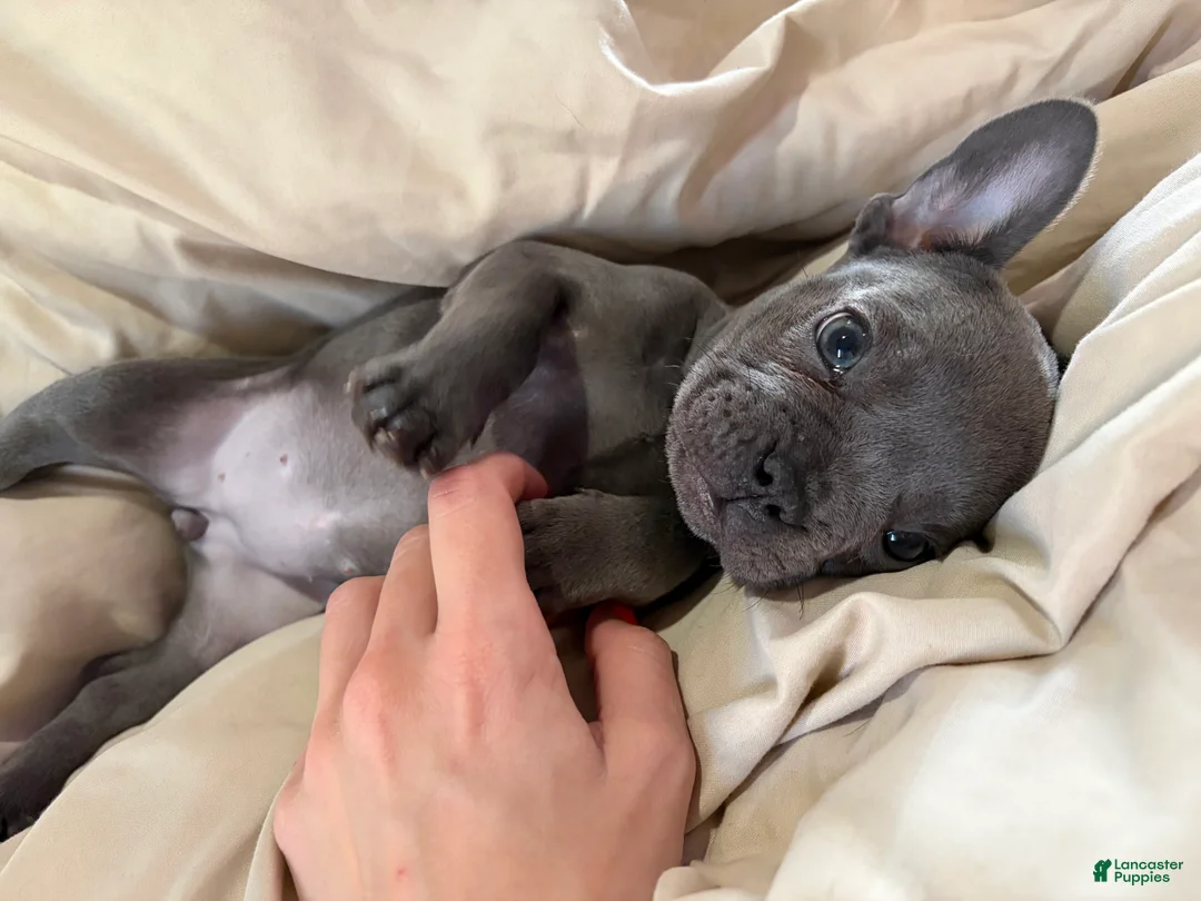 French Bulldog dogs for sale: Baby - Ad 1