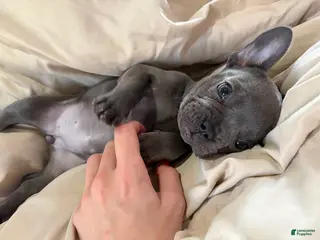 French Bulldog dogs Baby - Ad 30