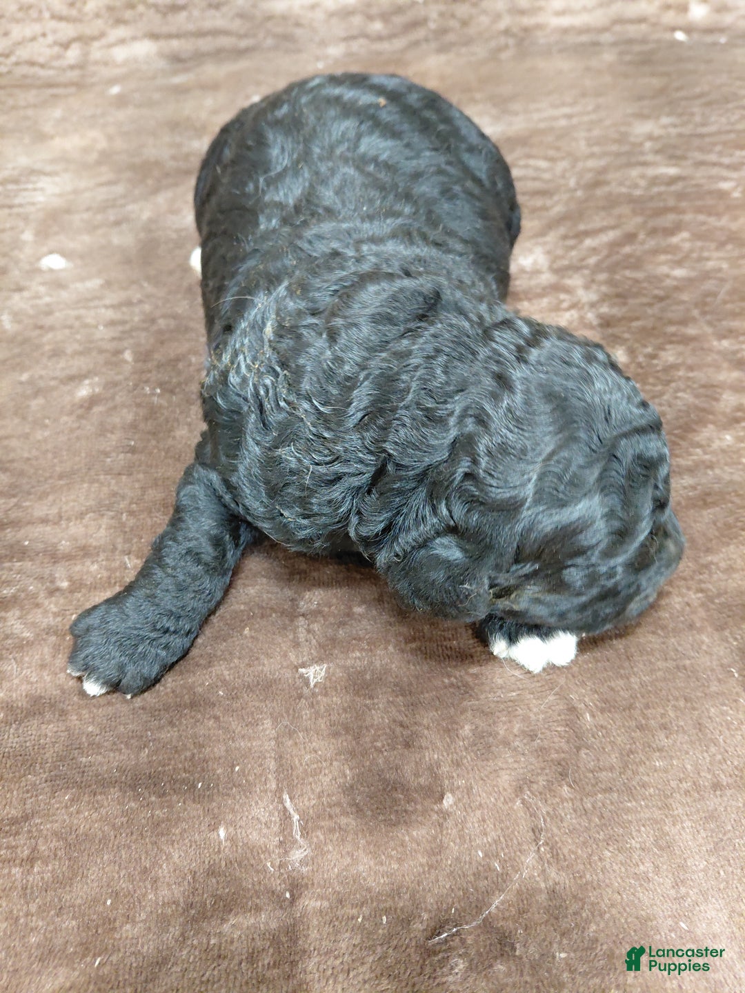 Mini Bernedoodle dogs for sale: Atlas - Ad 4