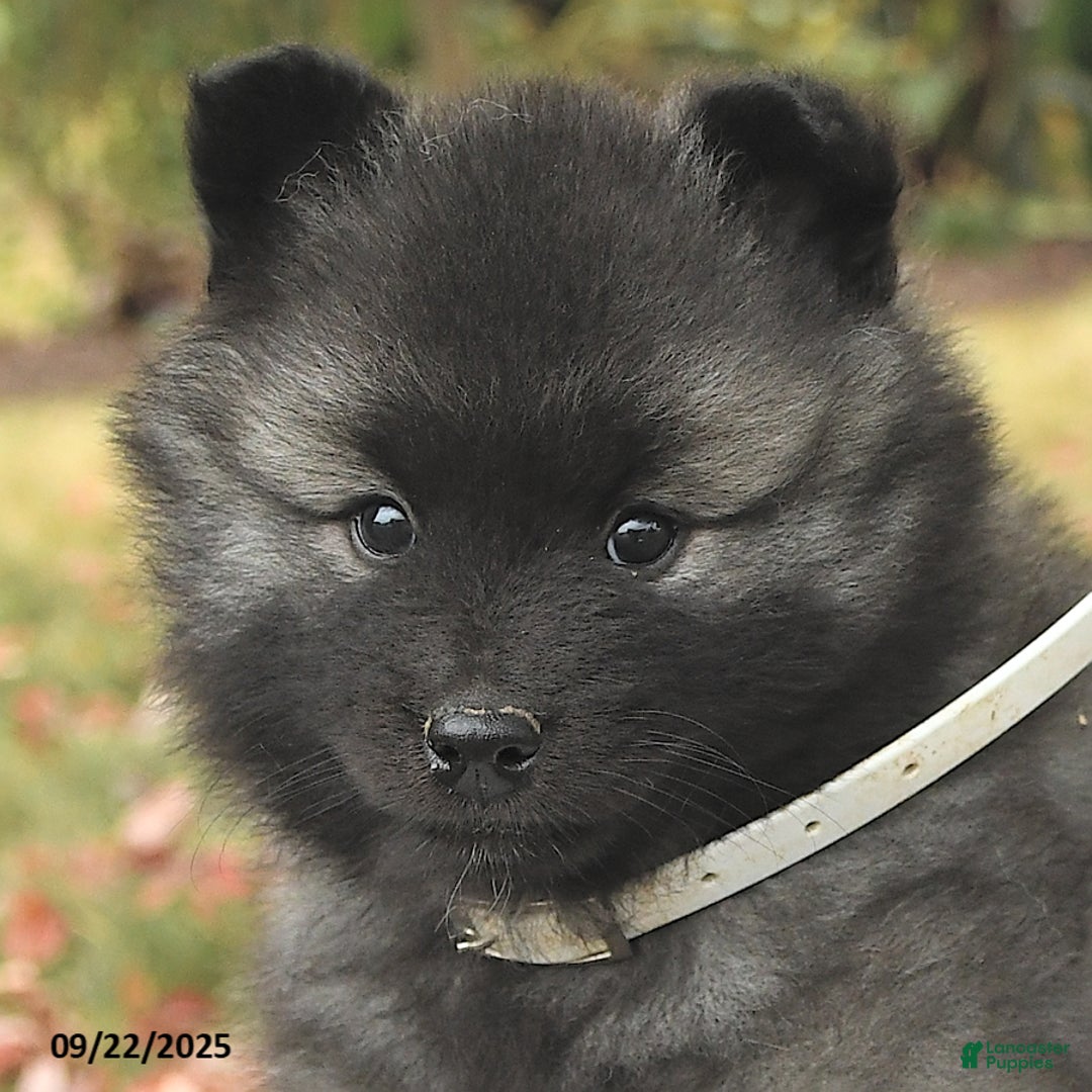 Keeshond dogs for sale: Nugget - Ad 10