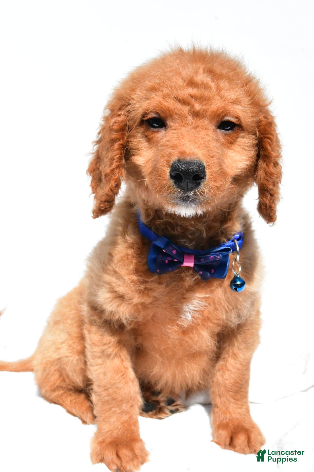 Golden Kobe Golden Retriever Gets New Puppy Kobe Make Your Own Dog