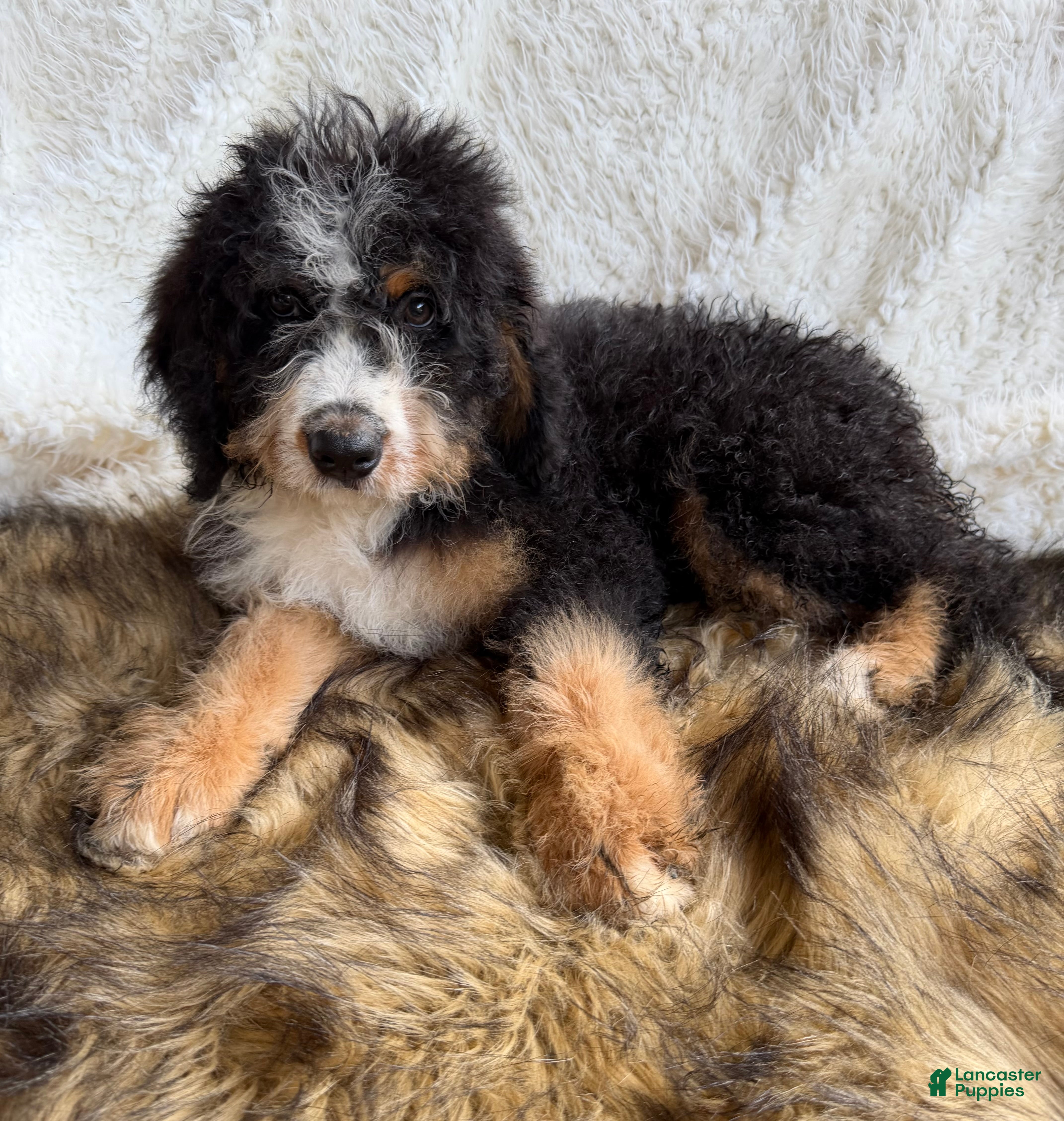 Bernedoodle dogs Bourbon “Ultra Bernedoodle”  - Ad 1
