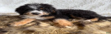 Bourbon “Ultra Bernedoodle” 