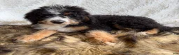 Bernedoodle dogs for sale: Bourbon “Ultra Bernedoodle”  - Ad 1