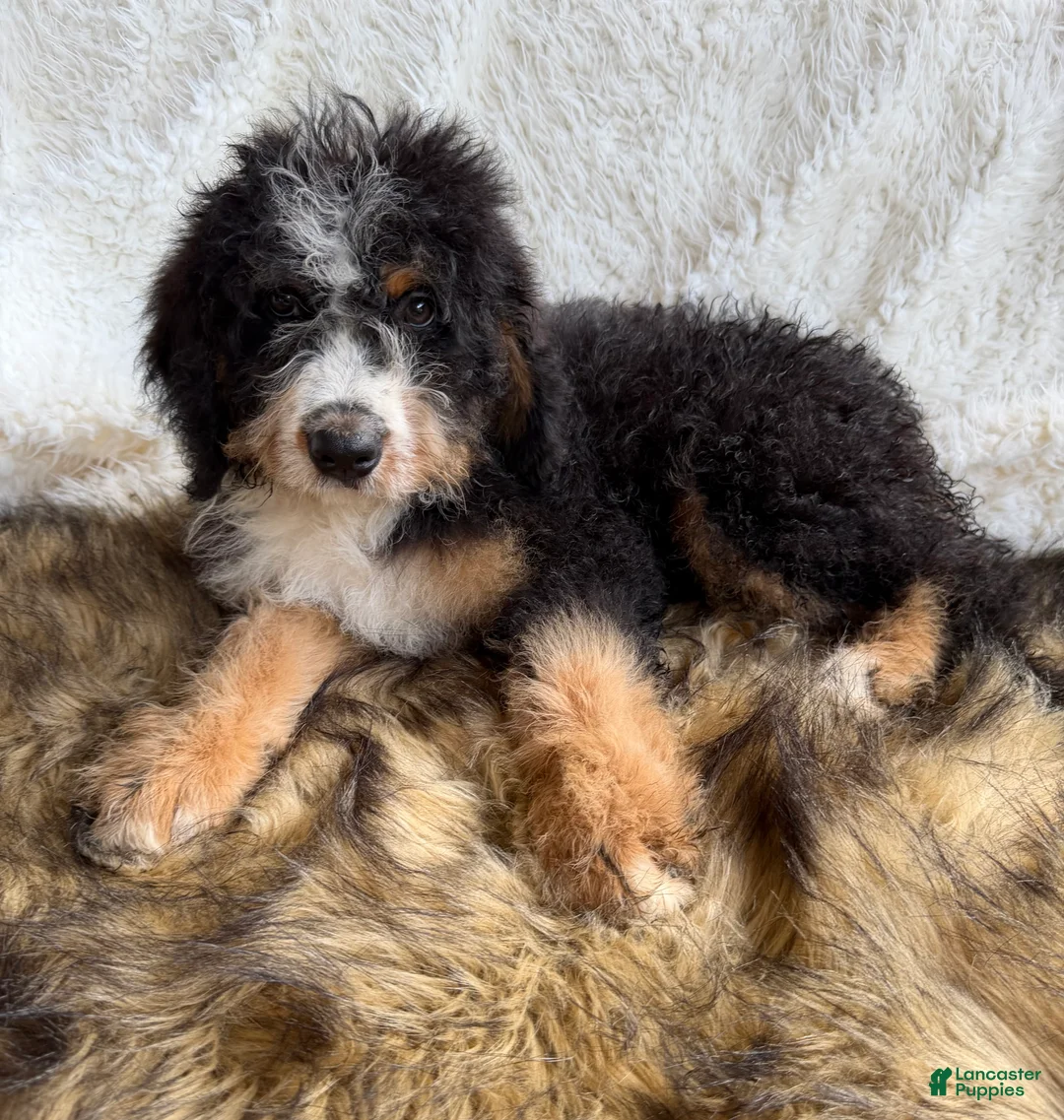 Bernedoodle dogs for sale: Bourbon “Ultra Bernedoodle”  - Ad 1