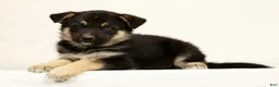 Gerberian Shepsky dogs for sale: Jasper - Ad 4