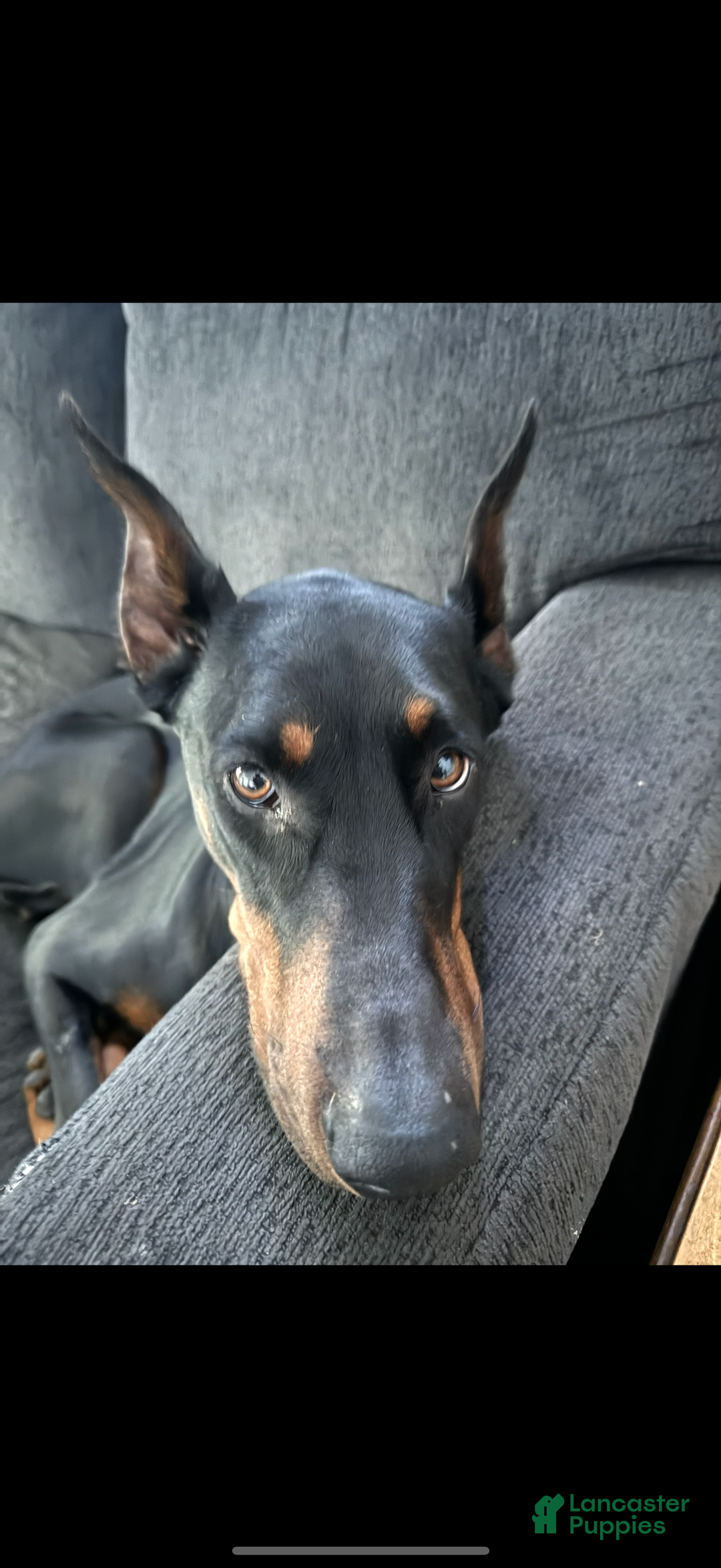 Doberman Pinscher dogs for sale: Oaklynn - Ad 4