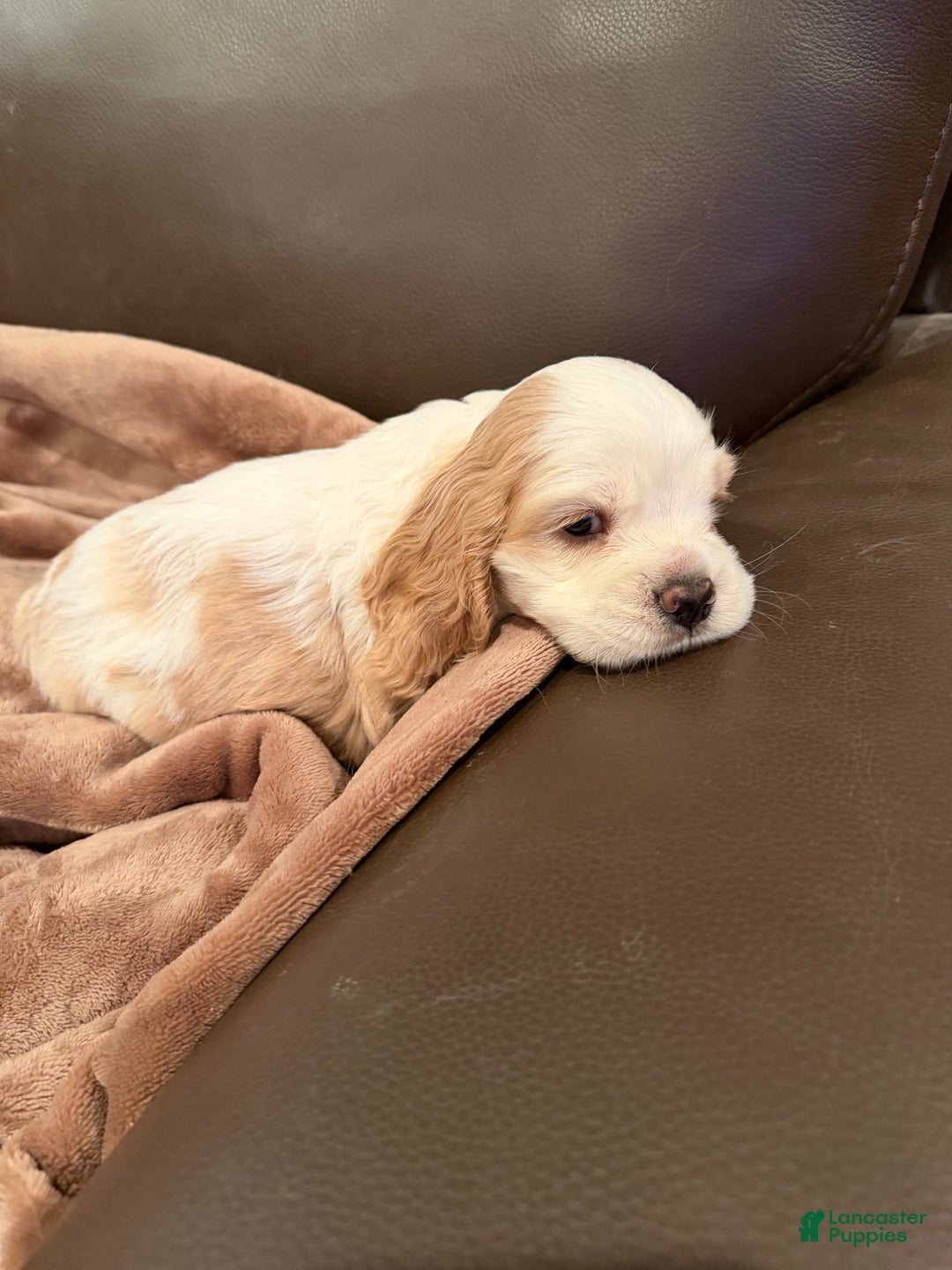 Cocker Spaniel dogs for sale: Jingo - Ad 1