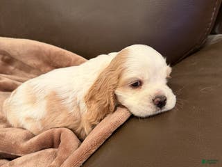 Cocker Spaniel dogs Jingo - Ad 17