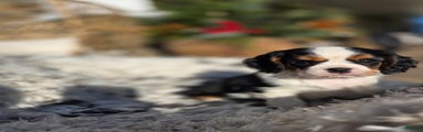 Cavalier King Charles Spaniel Puppy 2