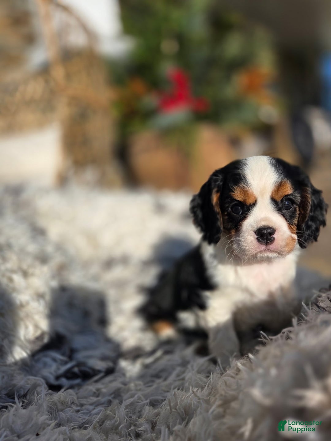 Cavalier King Charles Spaniel dogs for sale: Cavalier King Charles Spaniel Puppy 2 - Ad 1