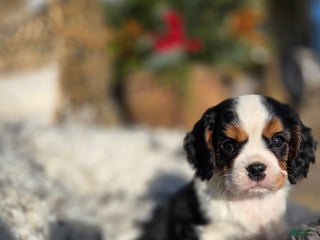 Cavalier King Charles Spaniel dogs Cavalier King Charles Spaniel Puppy 2 - Ad 38