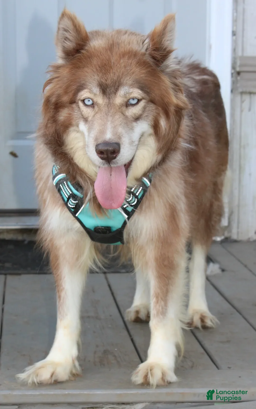 Siberian Husky dogs for sale: Chelsea - Ad 11