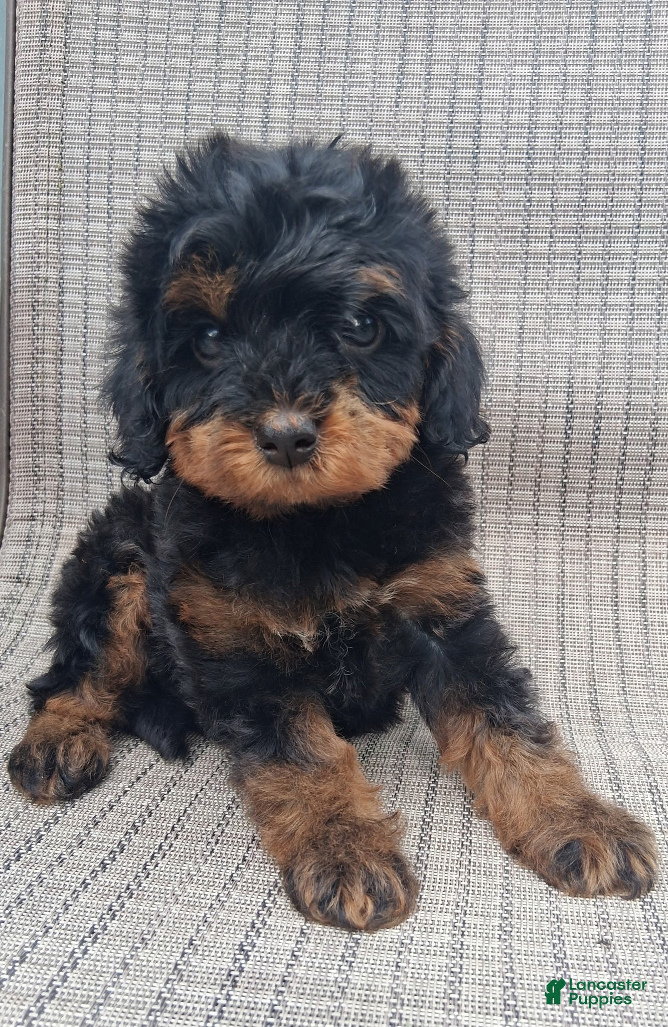 Yorkshire Terrier dogs Zach - Ad 2