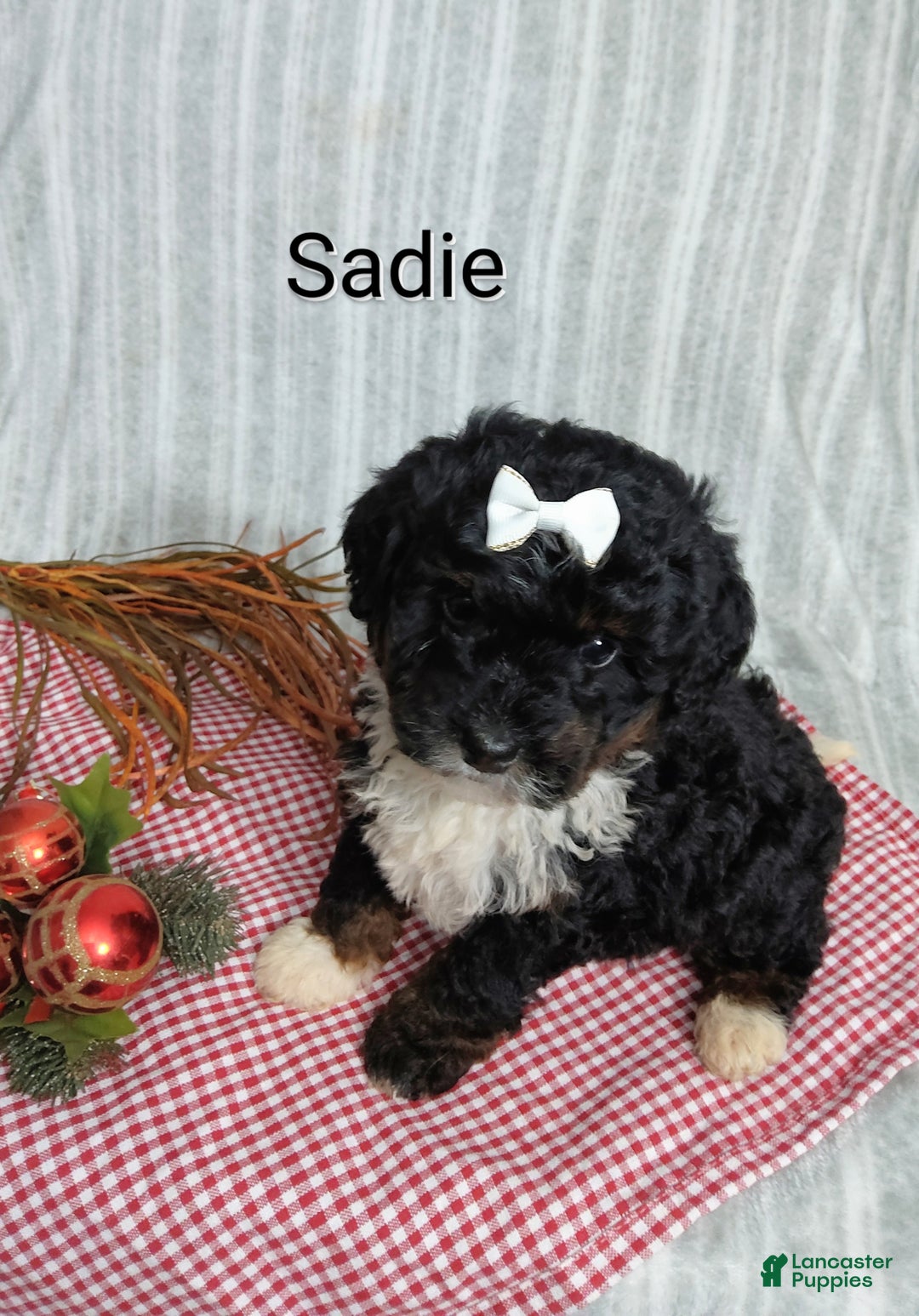 Mini Bernedoodle dogs for sale:  Sadie  - Ad 1