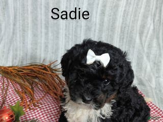 Mini Bernedoodle dogs Sadie - Ad 25