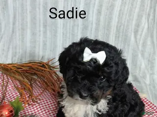 Mini Bernedoodle dogs Sadie - Ad 25
