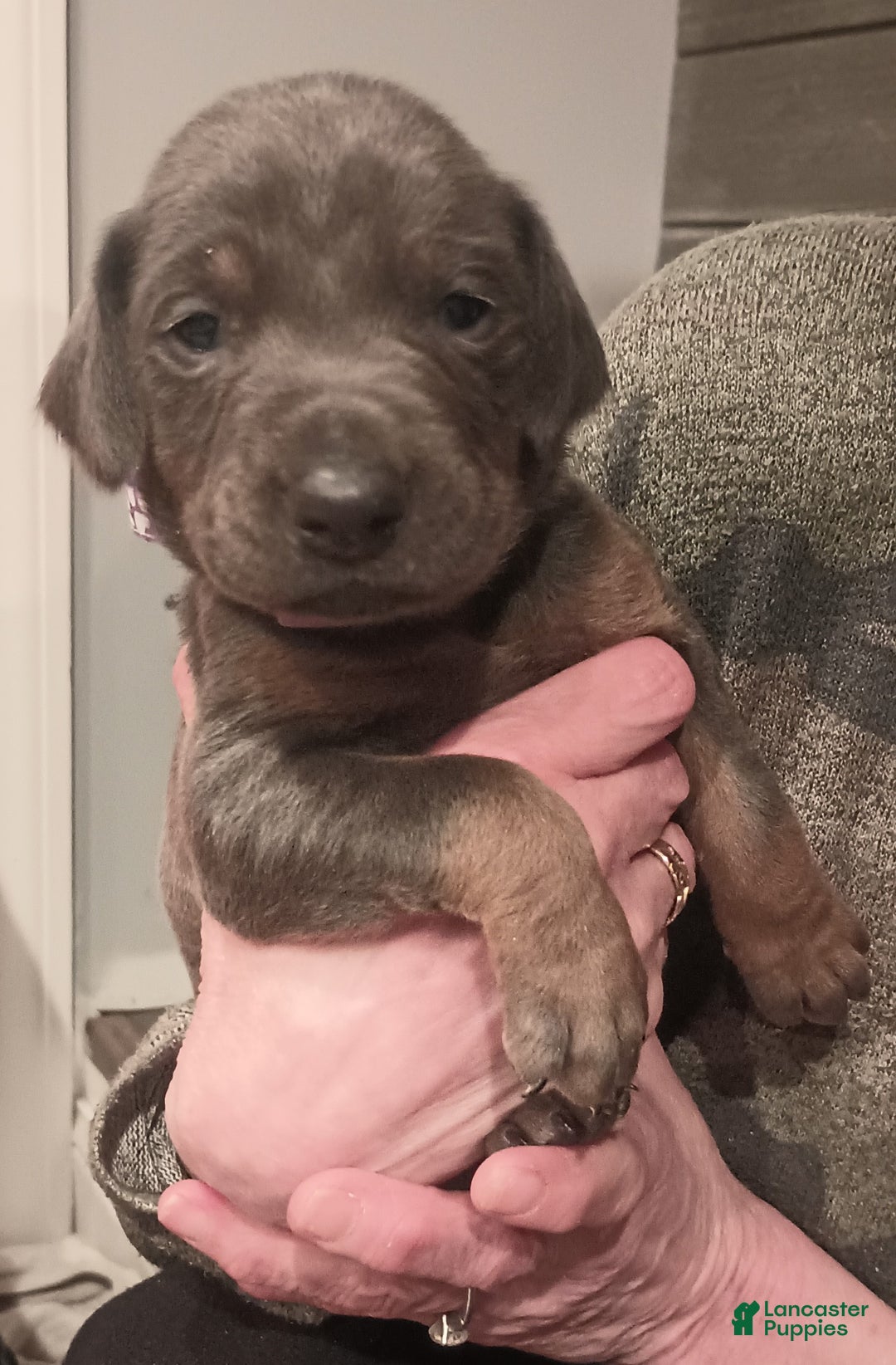 Doberman Pinscher dogs for sale: Princess  - Ad 8