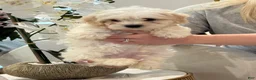 Maltipoo dogs for sale: Maltipoo Puppy 1 - Ad 4