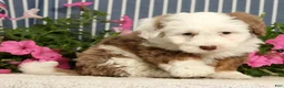 Mini Bernedoodle dogs for sale: Jayce - Ad 9