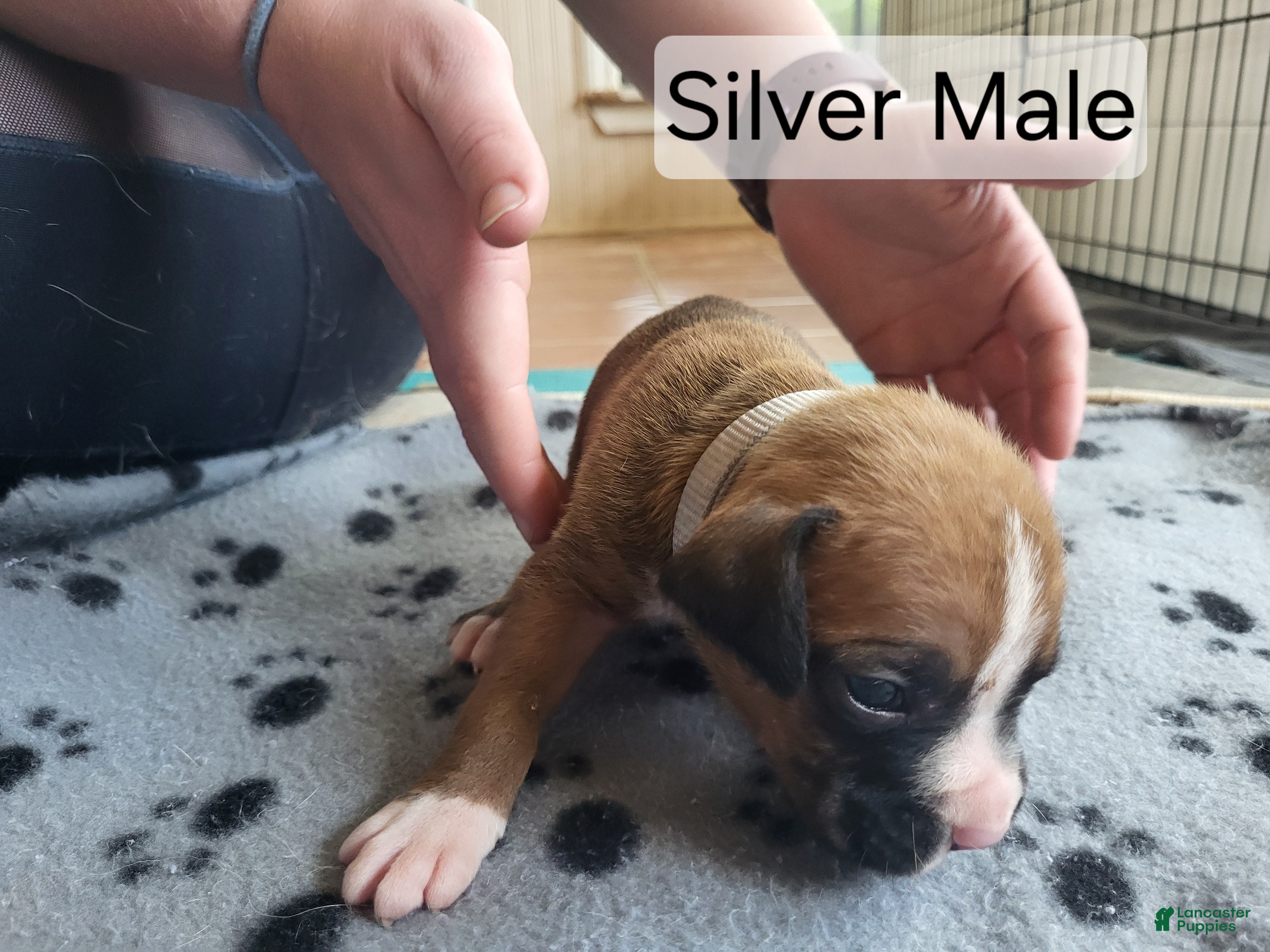 Boxer dogs Silver Male  - Ad 17