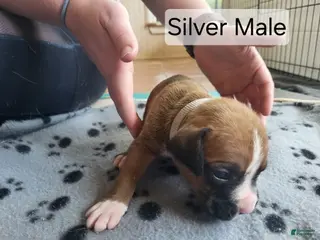 Boxer dogs Silver Male - Ad 17