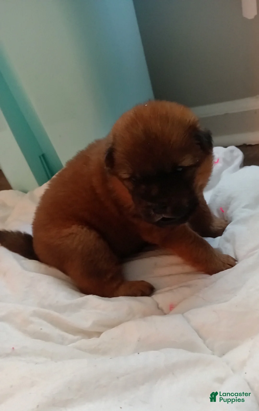 Chow Chow dogs for sale: Red female  - Ad 2