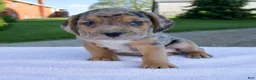 Beabull dogs for sale: King - Ad 1