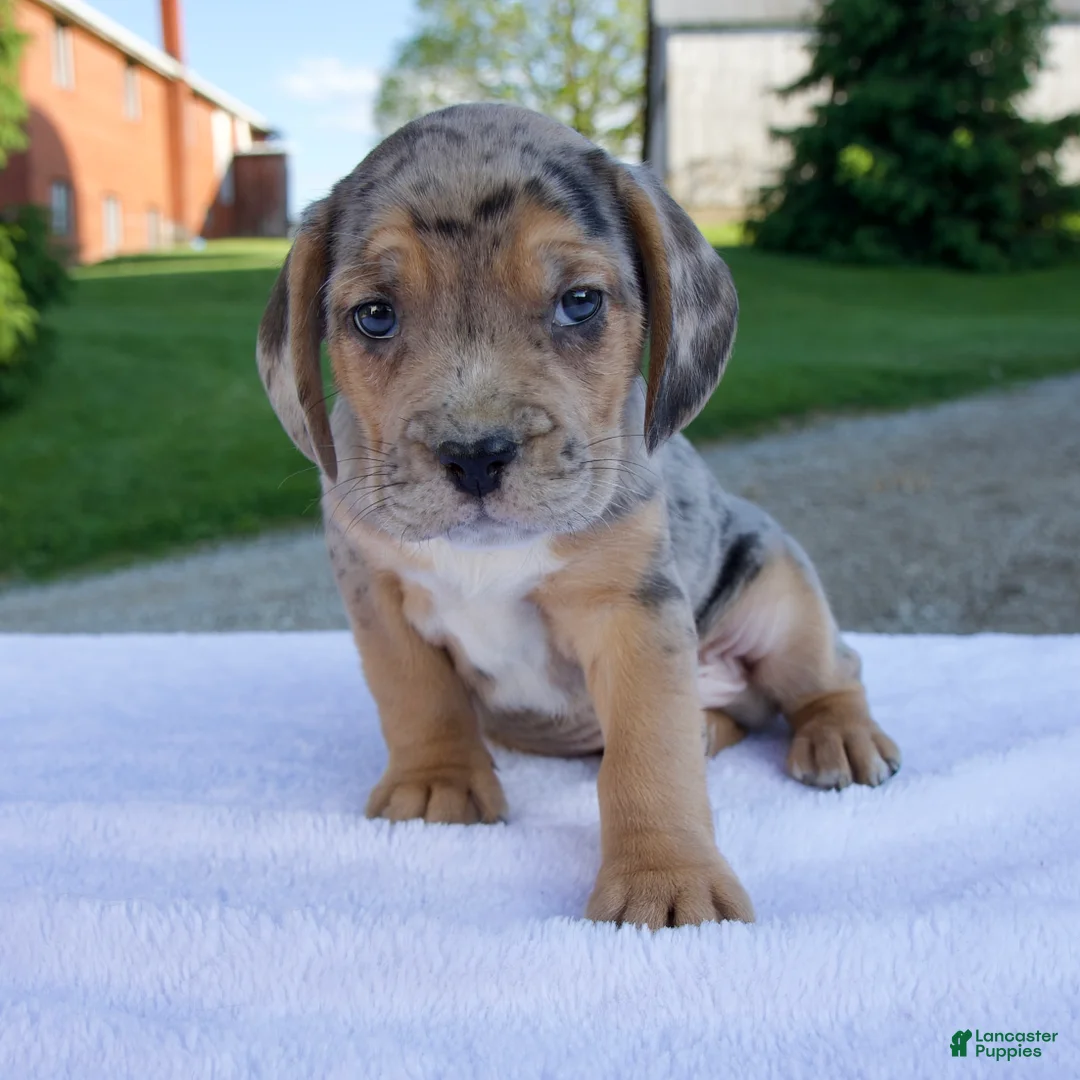 Beabull dogs for sale: King - Ad 1