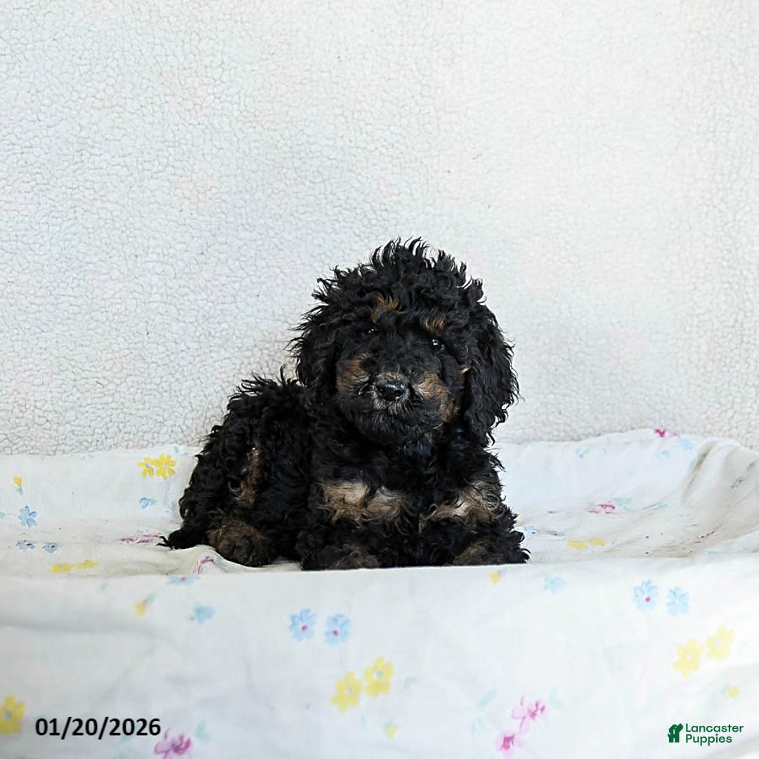 Standard Poodle dogs for sale: Meadow - Ad 3