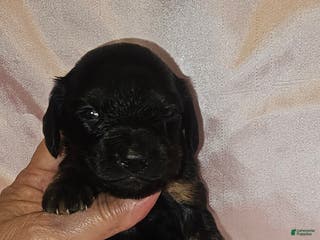 Dachshund dogs Dachshund Puppy 5 - Ad 31