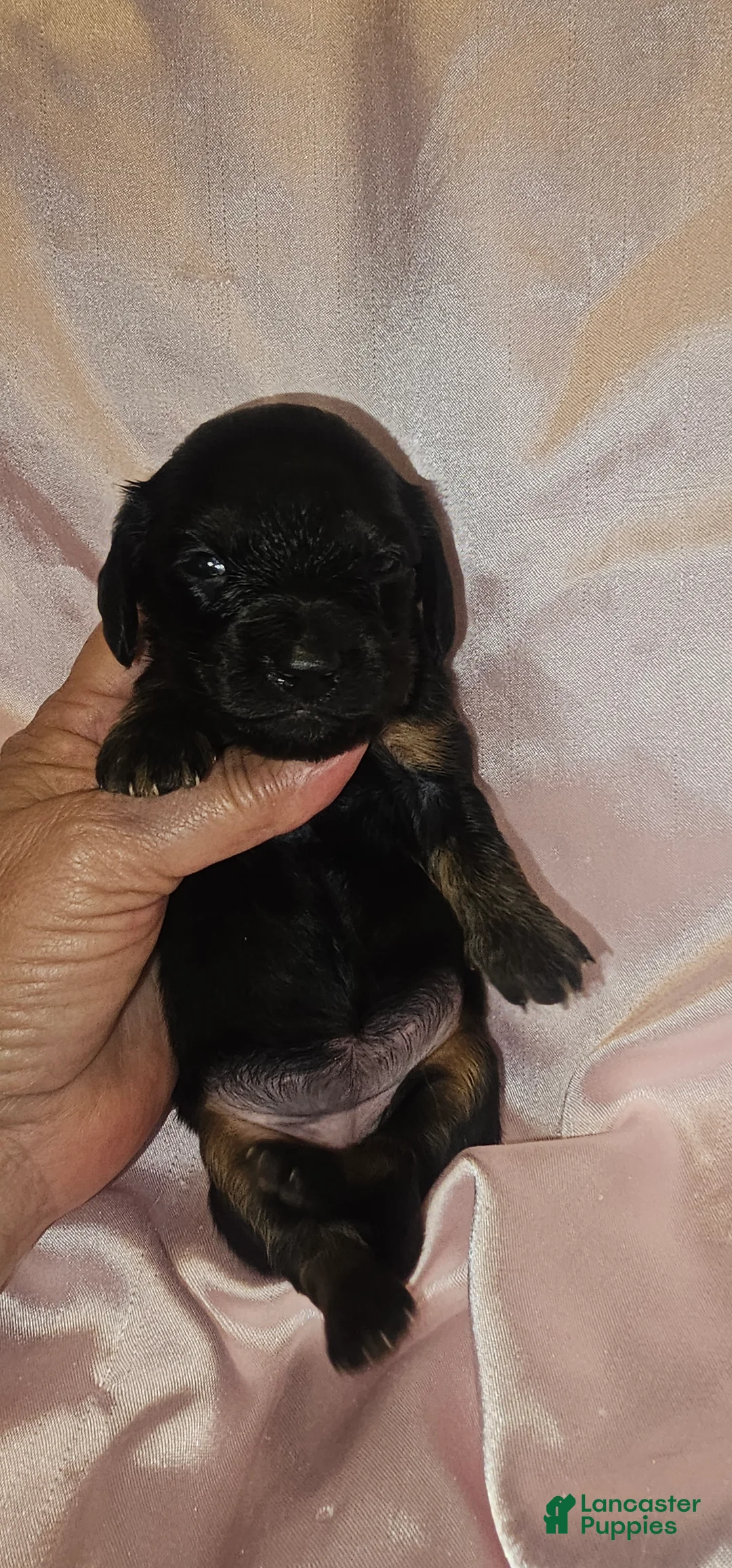 Dachshund dogs for sale: Dachshund Puppy 5 - Ad 1