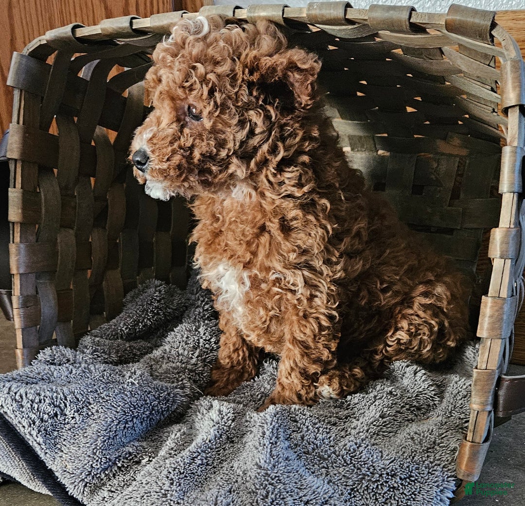 Miniature Poodle dogs for sale: Chase  - Ad 2