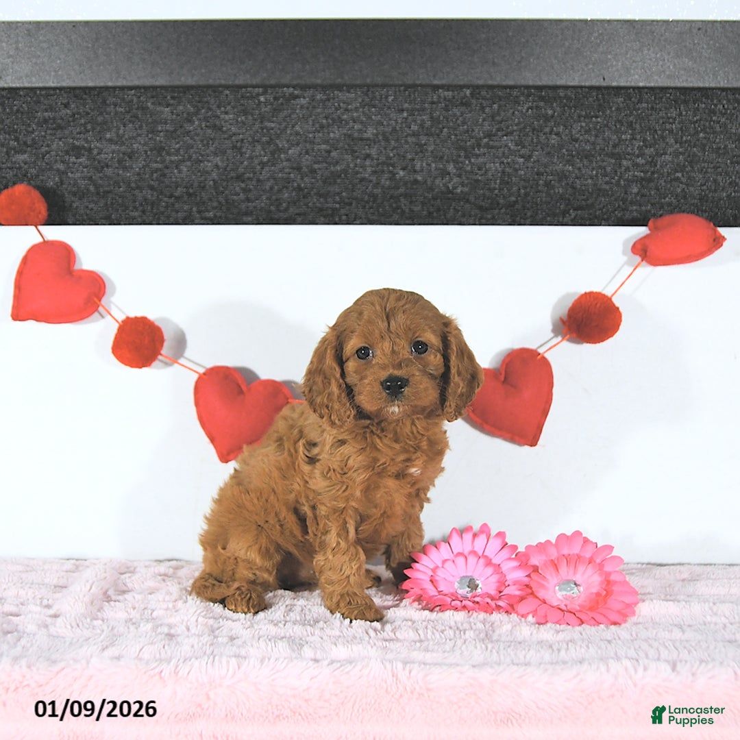 Cavapoo dogs for sale: Rachelle - Ad 3