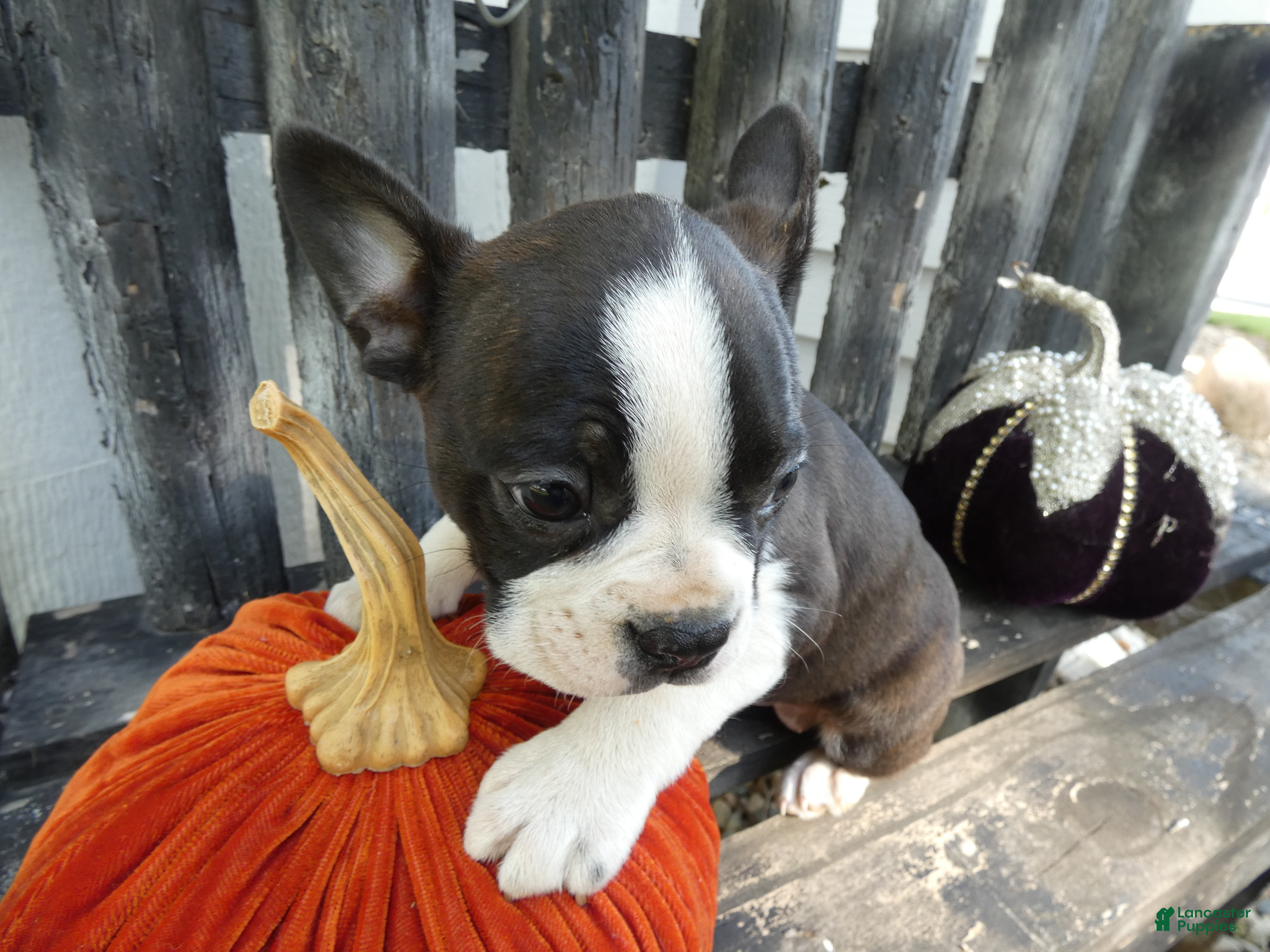 Boston Terrier dogs for sale: Boston Terrier Ashley - Ad 36